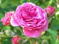 rosa damascena 21